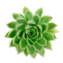 Succulents - Derenbergii - Santa Maria Garden
