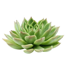 Succulents - Derenbergii - Santa Maria Garden