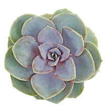 Succulents - Elegans - Santa Maria Garden