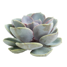 Succulents - Elegans - Santa Maria Garden