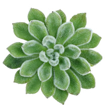 Succulents - Green Velvet - Santa Maria Garden