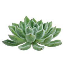Succulents - Green Velvet - Santa Maria Garden
