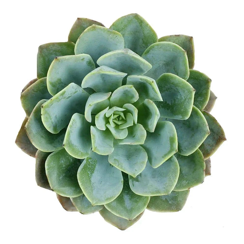 Succulents - Rose - Santa Maria Garden