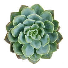 Succulents - Rose - Santa Maria Garden