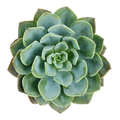 Succulents - Rose - Santa Maria Garden