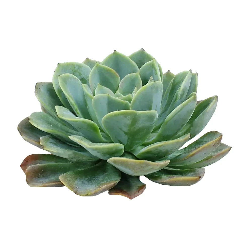 Succulents - Rose - Santa Maria Garden