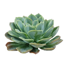 Succulents - Rose - Santa Maria Garden