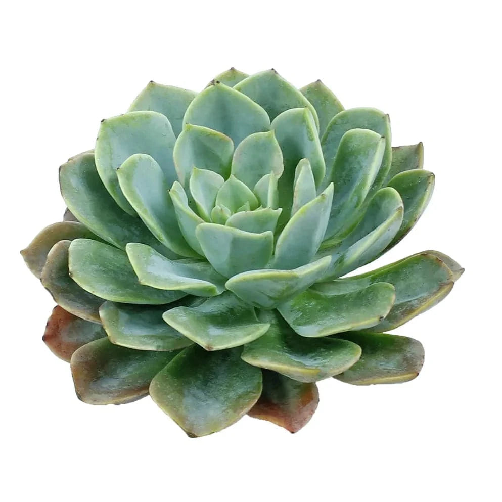 Succulents - Rose - Santa Maria Garden