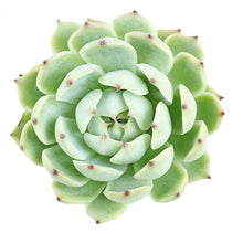 Succulents - Setosa - Santa Maria Garden