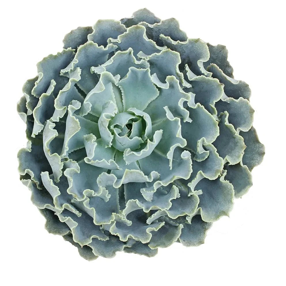 Succulents - Shaviana Truffles - Santa Maria Garden