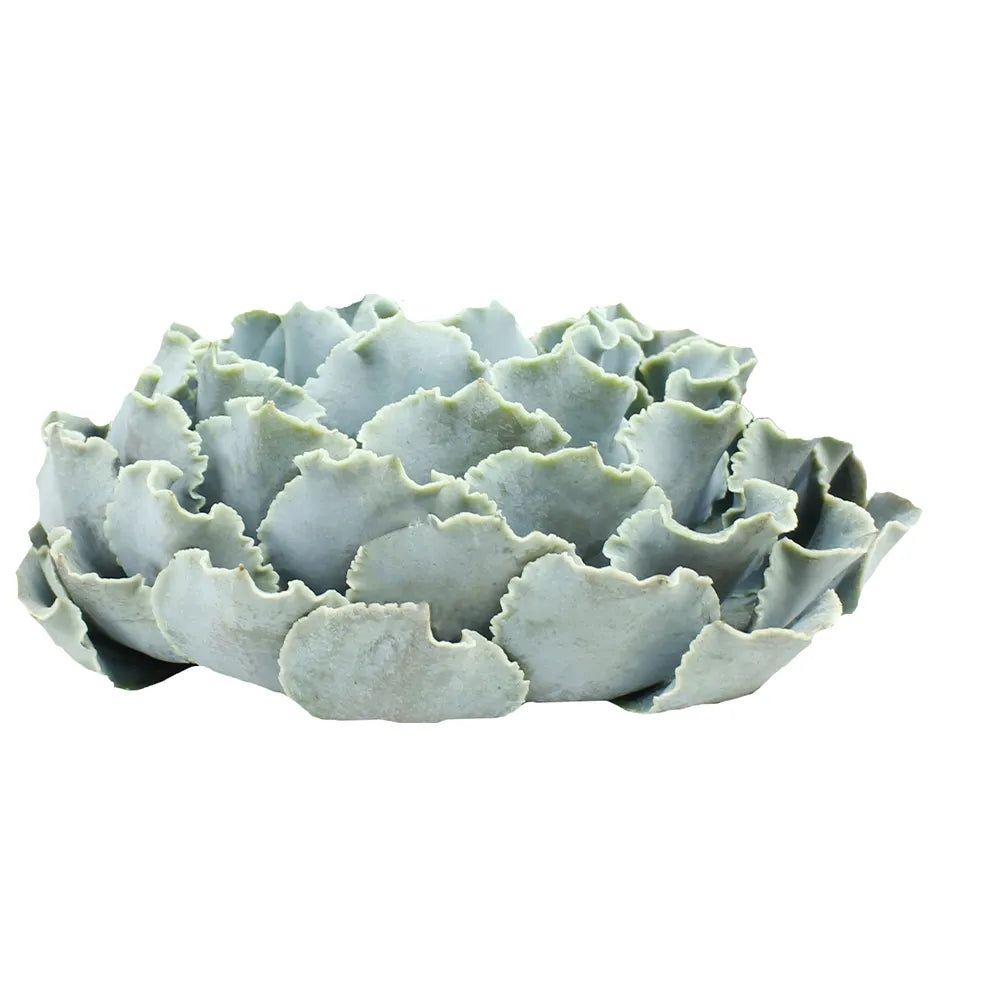 Succulents - Shaviana Truffles - Santa Maria Garden