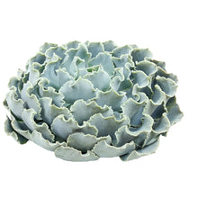 Succulents - Shaviana Truffles - Santa Maria Garden