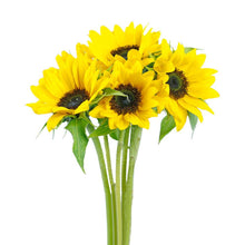 Sunflowers - Santa Maria Garden