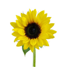 Sunflowers - Santa Maria Garden