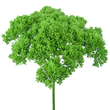 Trachelium - Green - Santa Maria Garden