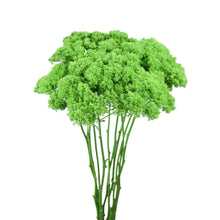 Trachelium - Green - Santa Maria Garden