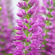 Veronica - Pink - Santa Maria Garden