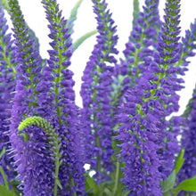 Veronica - Blue - Santa Maria Garden