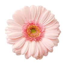 Gerbera Bellita - Santa Maria Garden
