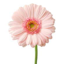 Gerbera Bellita - Santa Maria Garden