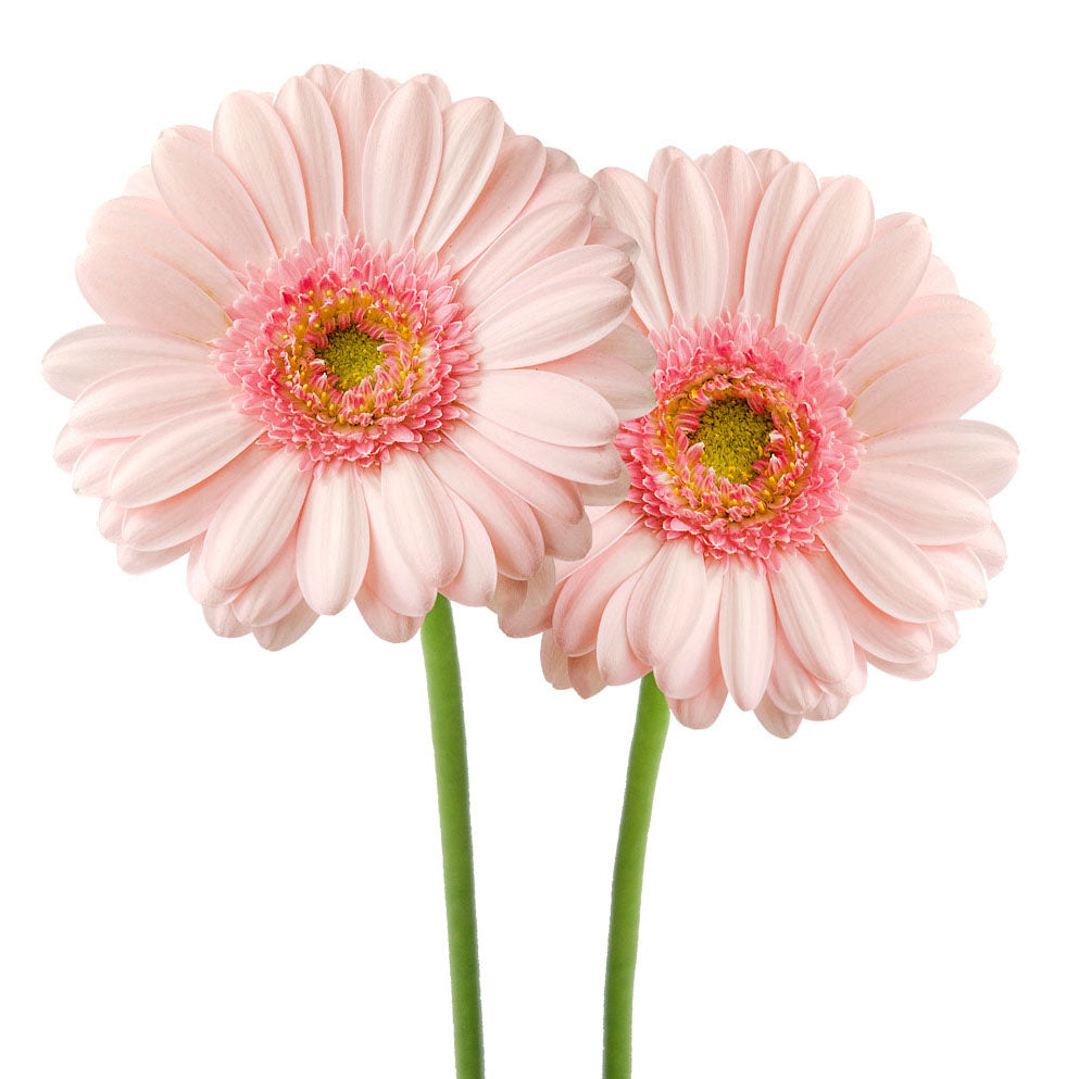 Gerbera Bellita - Santa Maria Garden