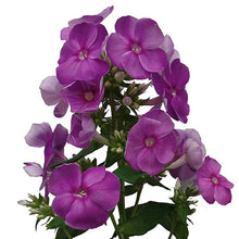 Phlox - Crissy