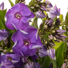 Phlox - Crissy