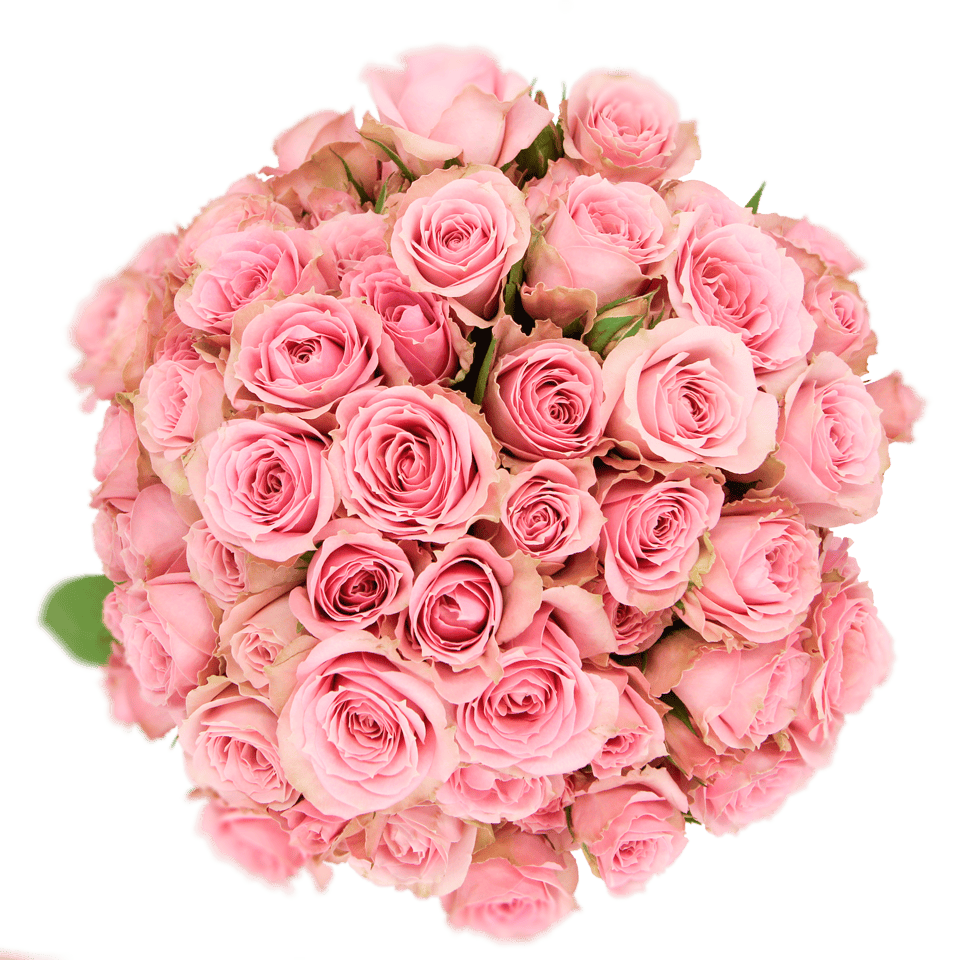 Classic Pink Irishka - Santa Maria Garden