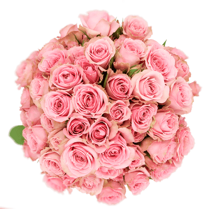Classic Pink Irishka - Santa Maria Garden