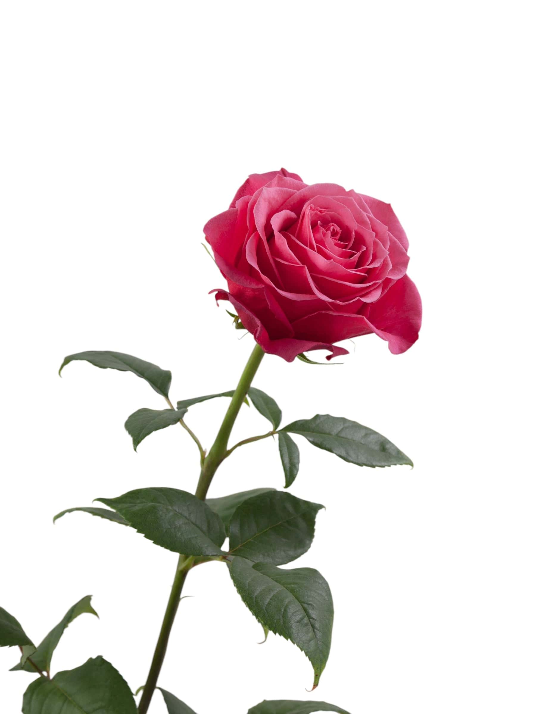 Premium Cherry Oh! - Santa Maria Garden