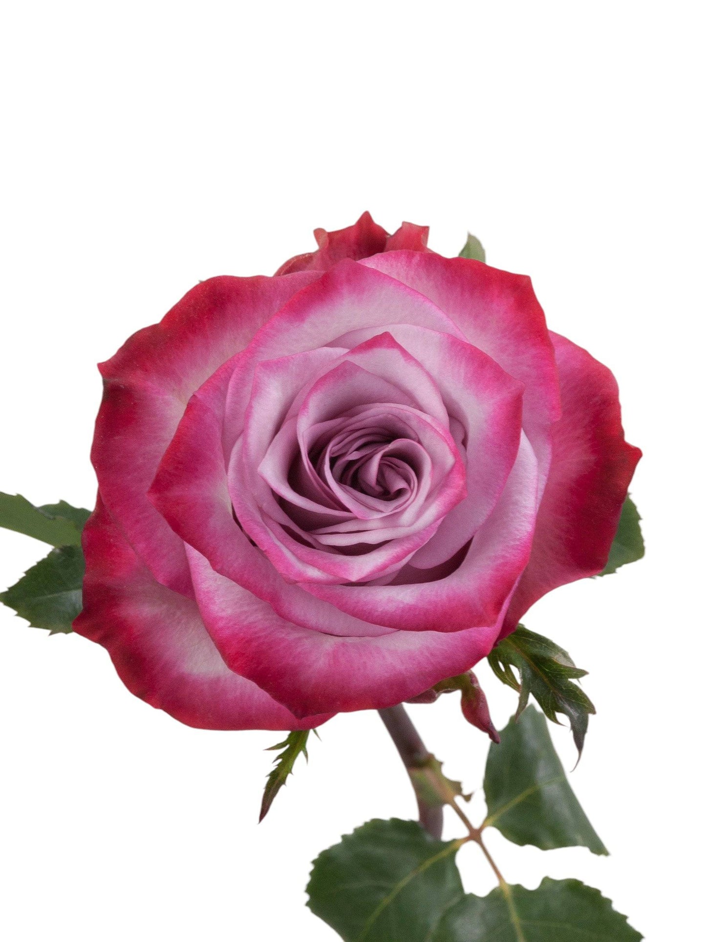 Premium deep purple roses - Santa Maria Garden