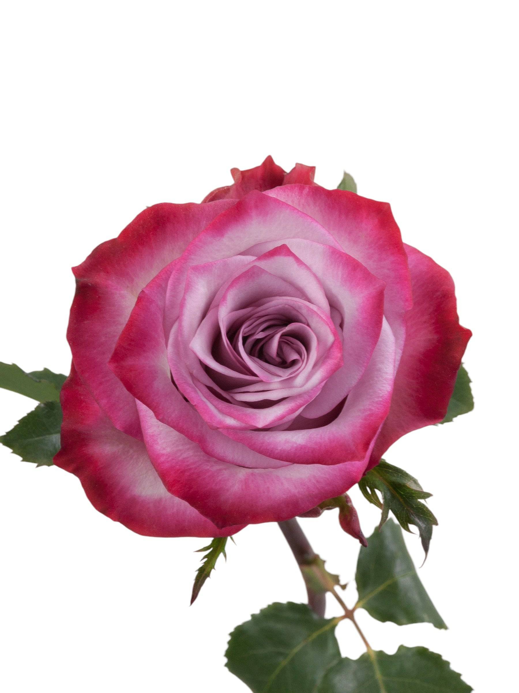 Premium deep purple roses - Santa Maria Garden
