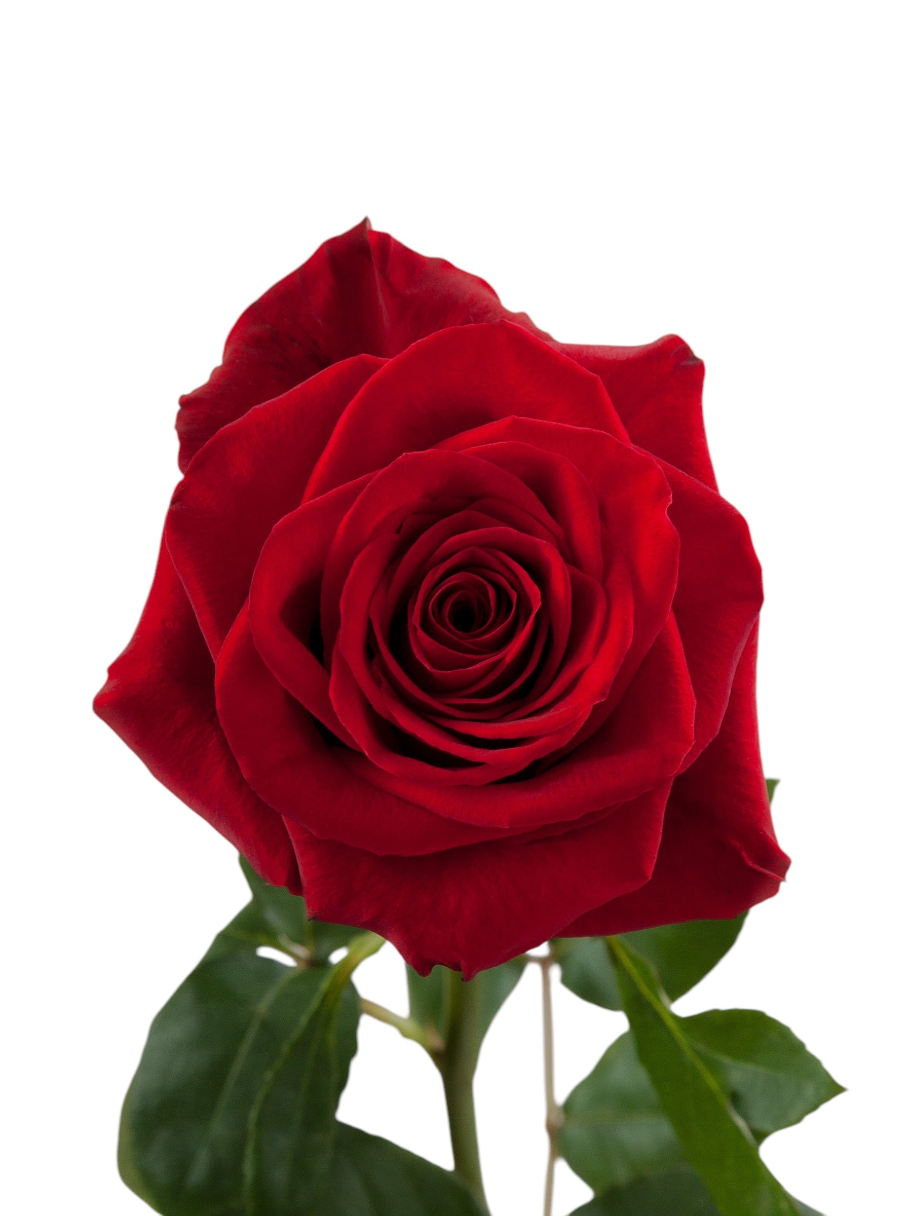 Classic freedom roses - Santa Maria Garden