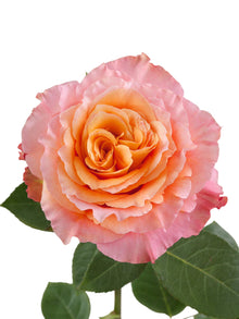 Super Premium Free Spirit - Santa Maria Garden