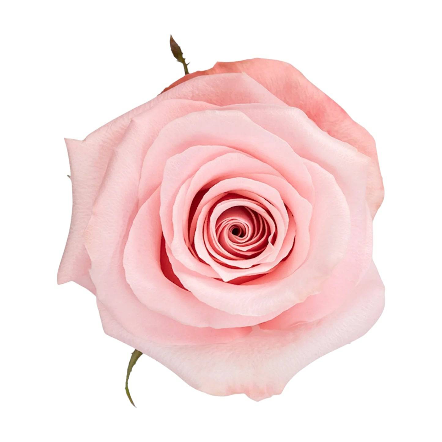 Premium Be Sweet - Santa Maria Garden