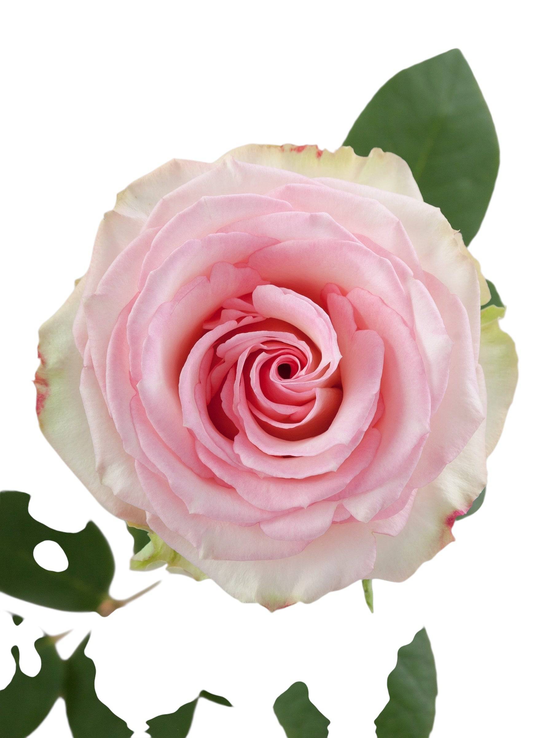 Premium Esperance - Santa Maria Garden