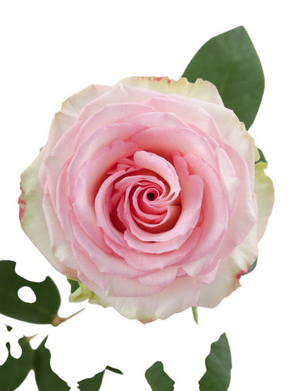 Premium Esperance - Santa Maria Garden