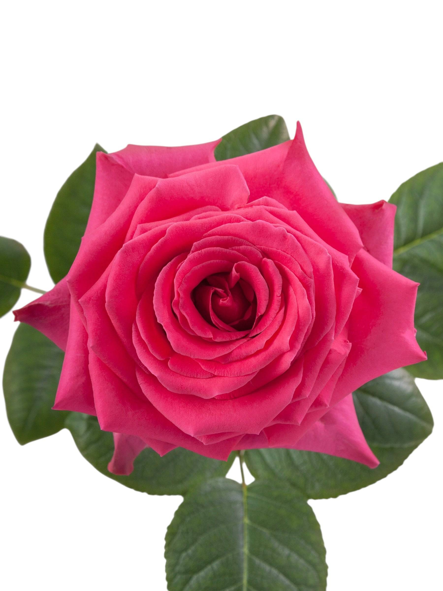 Premium Full Monty - Santa Maria Garden