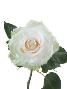 Premium Mondial - Santa Maria Garden