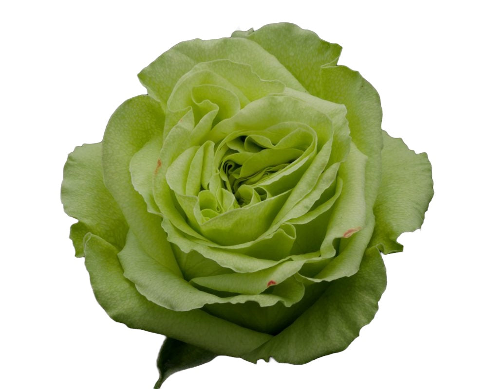 Premium Super Green - Santa Maria Garden