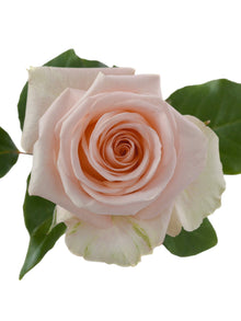 Premium Tiffany - Santa Maria Garden