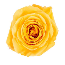 Super Premium Bumblebee - Santa Maria Garden