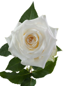 Super Premium Candlelight - Santa Maria Garden