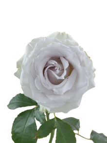 Super Premium Early Grey - Santa Maria Garden