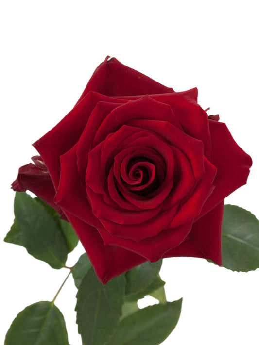 Super Premium Explorer Roses - Santa Maria Garden