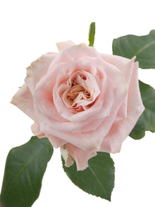 Super Premium Shimmer - Santa Maria Garden