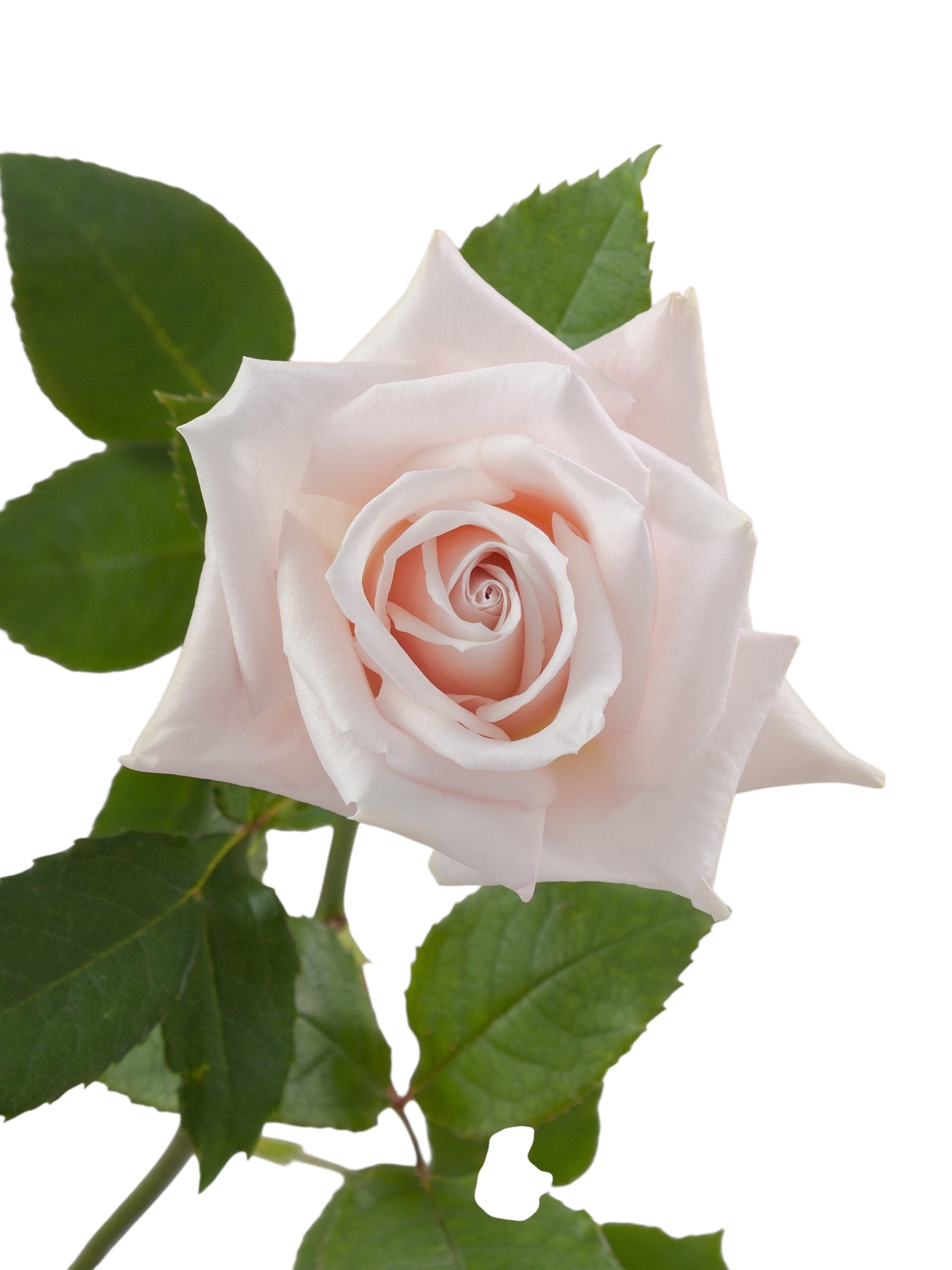 Super Premium Sweet Escimo - Santa Maria Garden