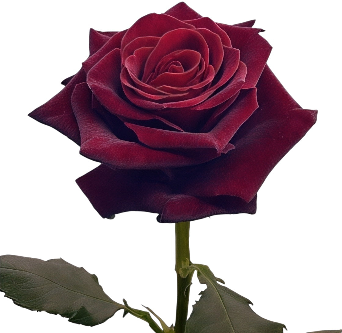 Diamond Black Baccara - Santa Maria Garden