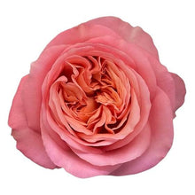 Diamond Pink Xpression - Santa Maria Garden
