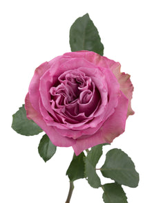 Diamond Queen’s Crown - Santa Maria Garden